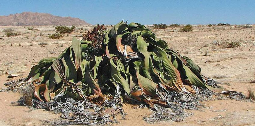 welwitschia 