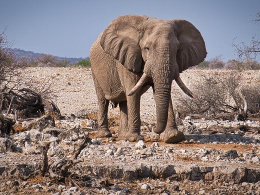 elephant, etosha, namibia, wildlife, national park, wild, to travel, africa, elephant, elephant, elephant, elephant, elephant