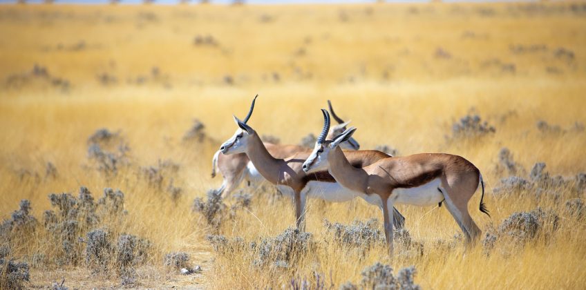gazelle, horns, antelope, springbok, animal, namibia, nature, wildlife, safari, etosha, wild, national park, impala, zoo, hellabrunn, wild animals, wilderness, few, steppe, africa, gazelle, gazelle, gazelle, gazelle, gazelle, antelope, antelope, antelope, springbok, springbok, springbok, springbok, namibia, namibia, namibia, safari, safari, impala, impala, africa