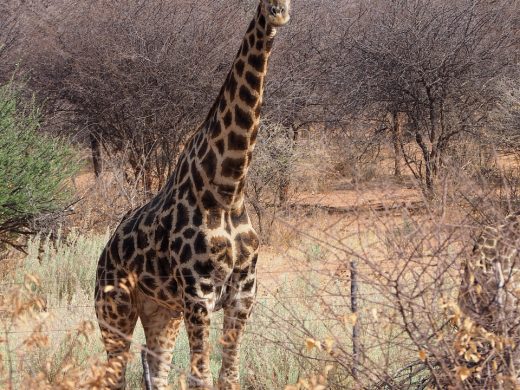etosha, giraffe, africa