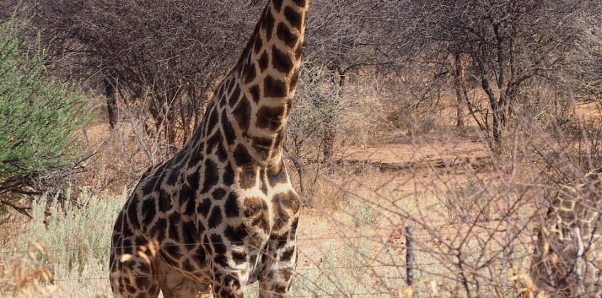 etosha, giraffe, africa