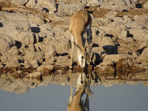 gazelle, water hole, namibia, drink, mirror image, africa, etosha, gazelle, gazelle, gazelle, gazelle, gazelle