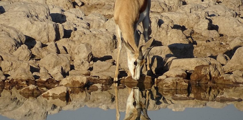 gazelle, water hole, namibia, drink, mirror image, africa, etosha, gazelle, gazelle, gazelle, gazelle, gazelle
